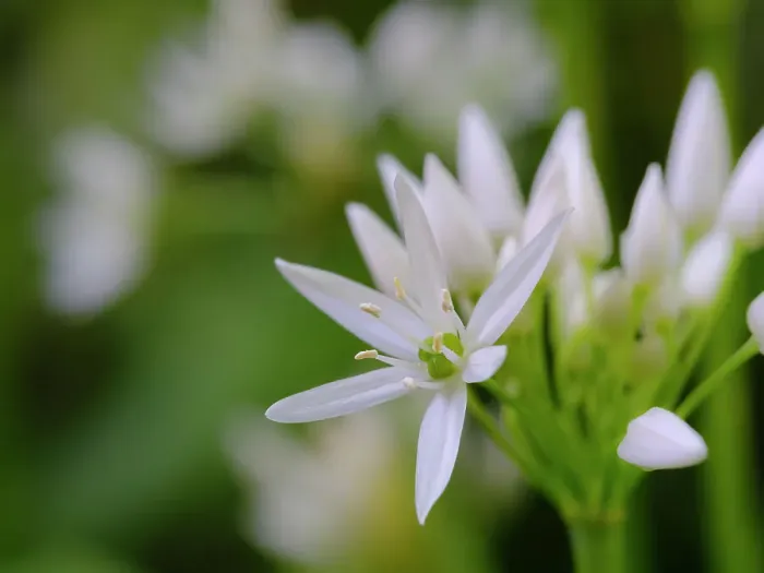 Framed Print : Wild garlic. Germany Framed Print : Wild garlic. Germany