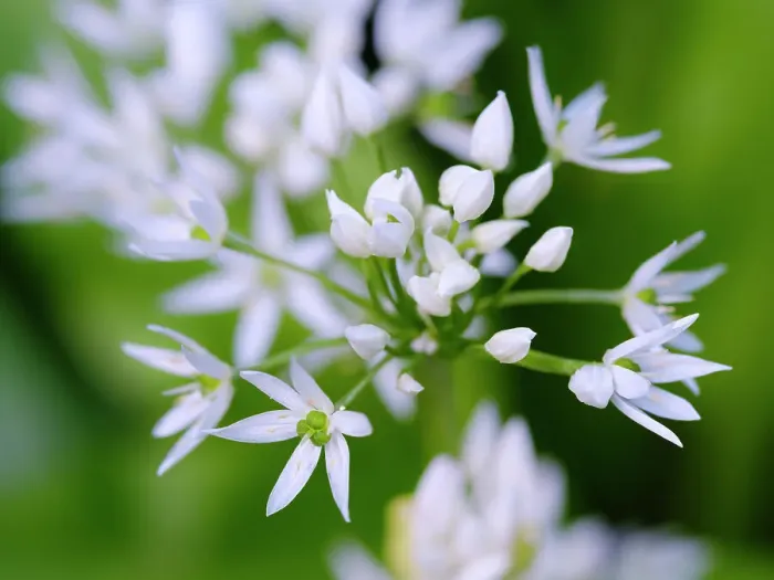 Framed Print : Wild garlic. Germany Framed Print : Wild garlic. Germany