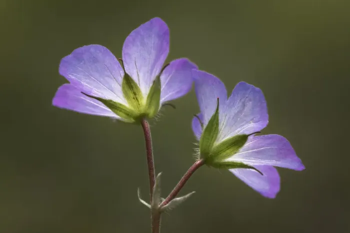 Framed Print : Wild Geranium flowers viewed from below, near Holland, Michigan