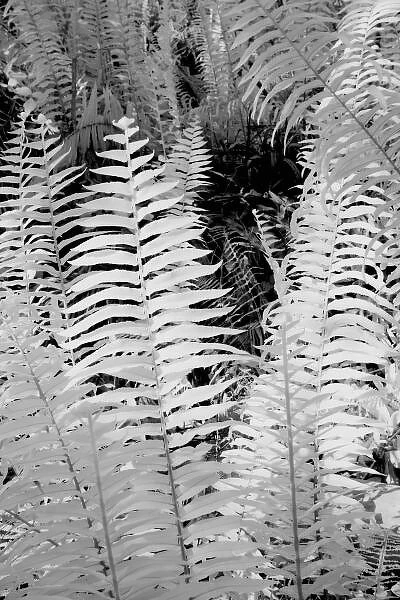Wild giant leather fern, Florida, USA