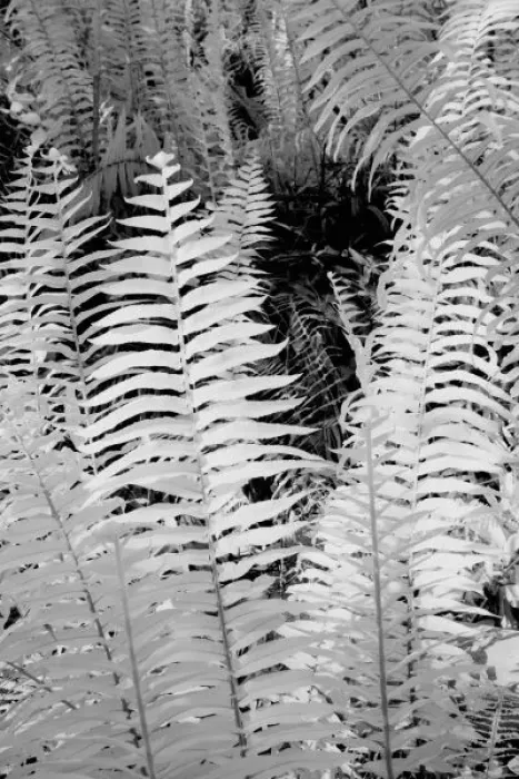 Framed Print : Wild giant leather fern, Florida, USA Framed Print : Wild giant leather fern, Florida, USA