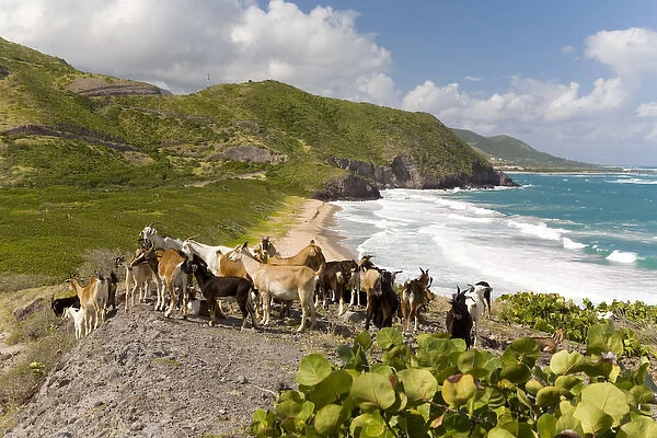 Wild goat herd overlooking Frigate Bay, southeast peninsula, St Kitts, Caribbean