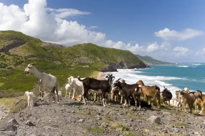 Framed Print : Wild goat herd overlooking Frigate Bay, southeast peninsula, St Kitts, Caribbean