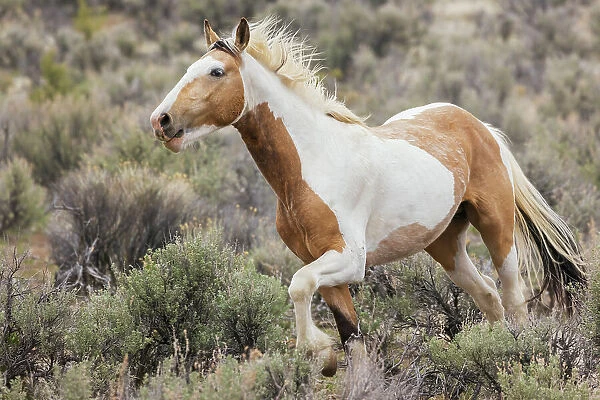 Wild horse on the move