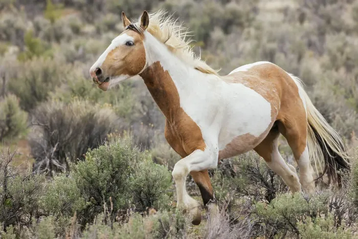 Framed Print : Wild horse on the move