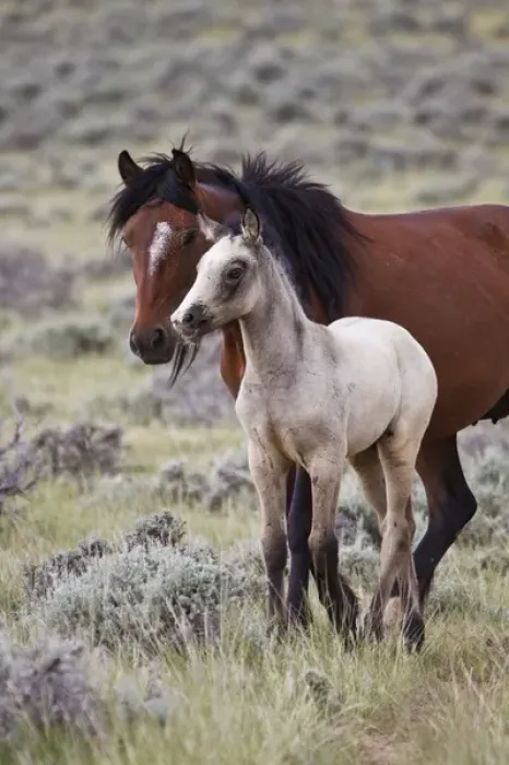 Framed Print : wild horse (Equus caballos) baby with mother, Wyoming prairie, June