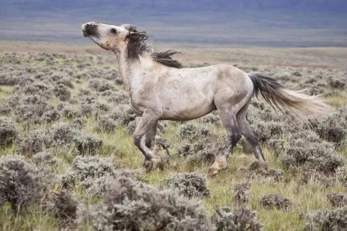 Framed Print : Wild Horse (Equus caballos) male scenting females, Wyoming, USA, June