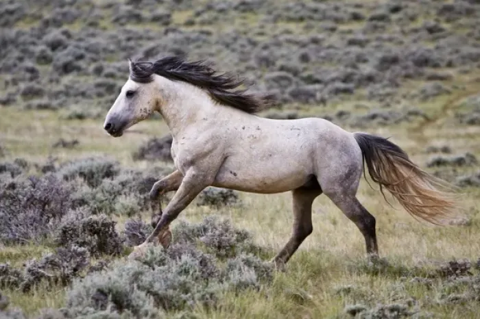 Framed Print : wild horse (Equus caballus) feral, herd stallion running free, sagebrush priaire