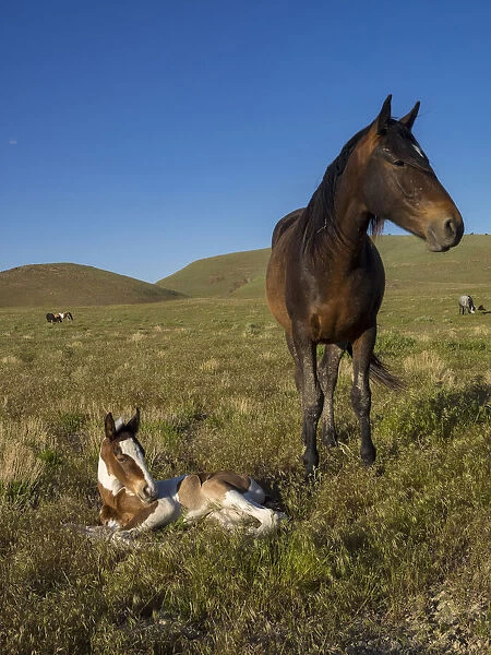Wild horse mother shows off her yearling foal, Pony express byway near Salt Lake City
