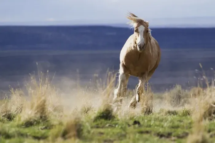 Framed Print : Wild Horse Running. Steens Mountains, Oregon