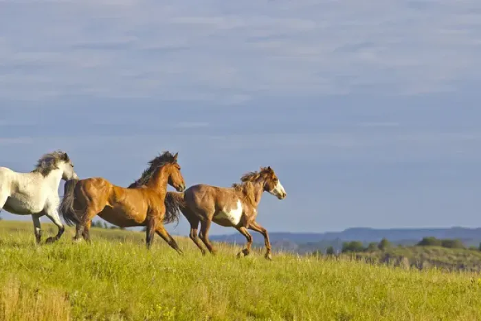 Framed Print : Wild Horse running at Theodore Rooosevelt National Park, North Dakota, USA Framed Print : Wild Horse running at Theodore Rooosevelt National Park, North Dakota, USA
