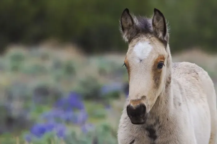 Framed Print : Wild Horse; young colt Framed Print : Wild Horse; young colt