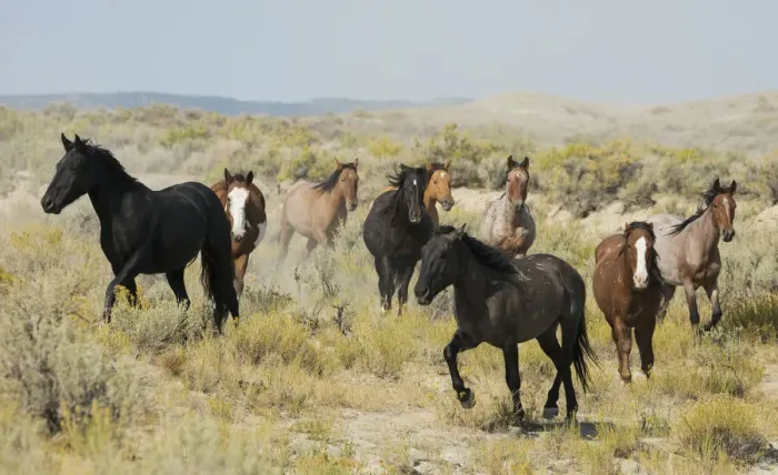 Framed Print : Wild horses approaching waterhole