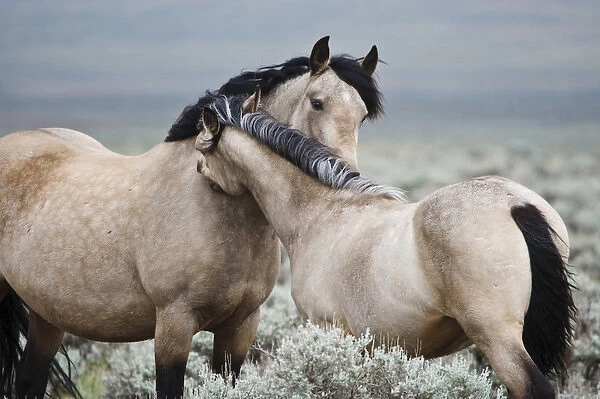 Wild horses (Equus caballos) mare greeting last years colt, Wyoming, USA, June