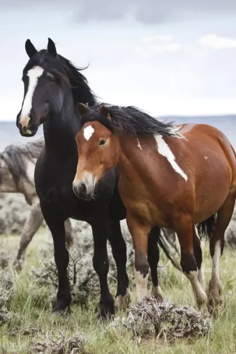 Framed Print : Wild horses (Equus caballus) in herd at Cody, Wyoming, USA Framed Print : Wild horses (Equus caballus) in herd at Cody, Wyoming, USA