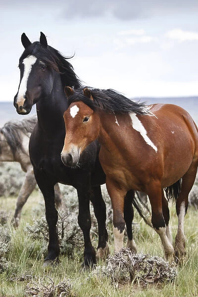 Wild horses (Equus caballus) in herd at Cody, Wyoming, USA