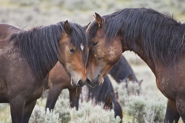 Wild Horses (Equus caballus) in sagebrush near Cody, Wyoming