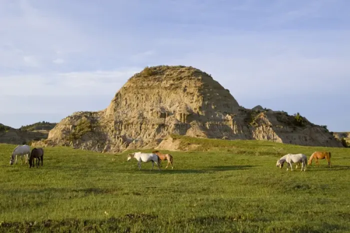 Framed Print : Wild horses graze in Theodore Roosevelt National Park in North Dakota