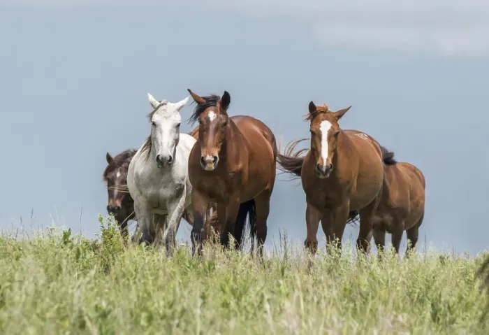 Framed Print : Wild horses in the Kansas Flint Hills