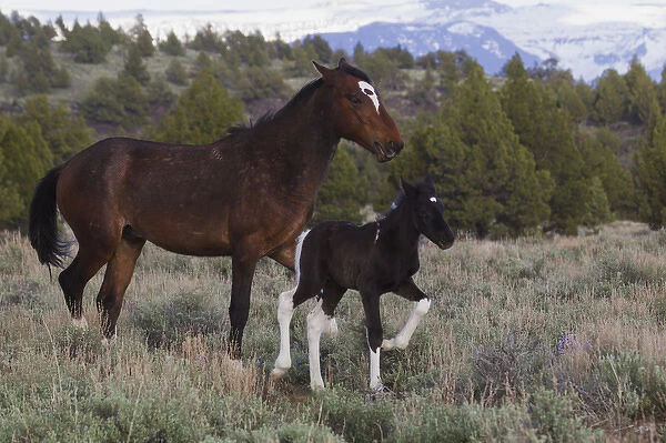 Wild Horses; Mare with Young Colt
