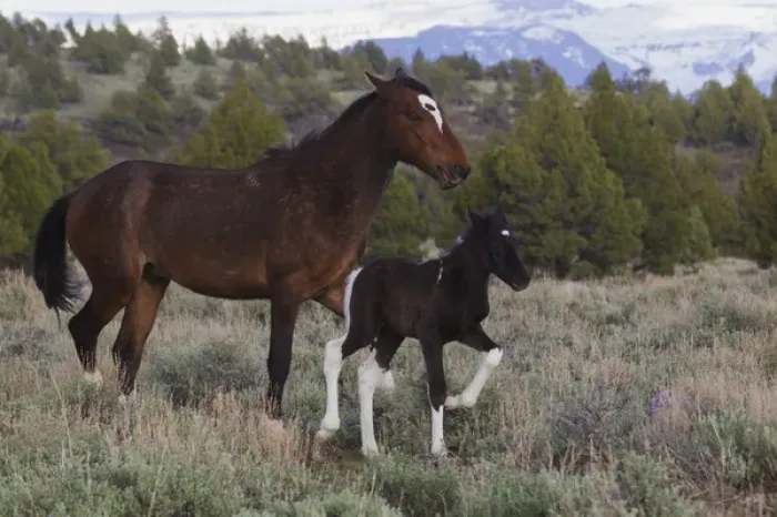 Framed Print : Wild Horses; Mare with Young Colt Framed Print : Wild Horses; Mare with Young Colt