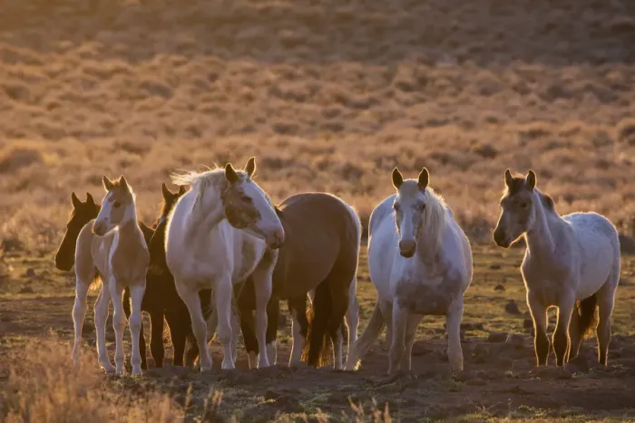 Framed Print : Wild horses at mineral lick