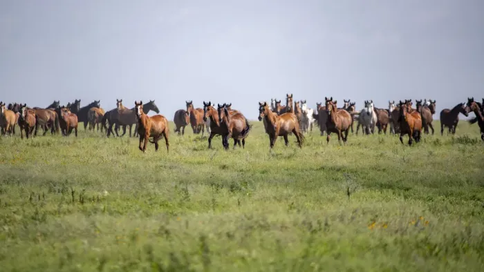 Framed Print : Wild horses moving in Flint Hills Framed Print : Wild horses moving in Flint Hills