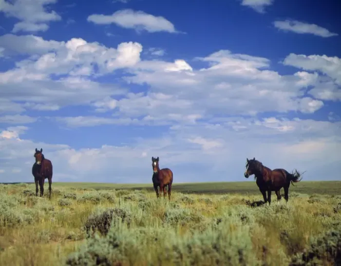 Framed Print : Wild Horses near Farson, Wyoming, Blm land