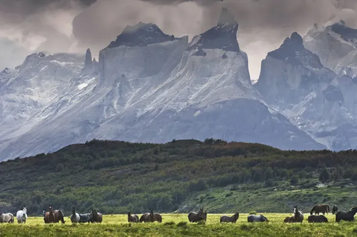 Framed Print : Wild horses in Patagonia southern Chile