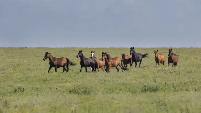 Framed Print : Wild horses running in the Flint Hills Framed Print : Wild horses running in the Flint Hills