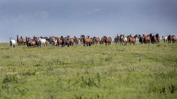 Wild horses running in the Flint Hills of Kansas