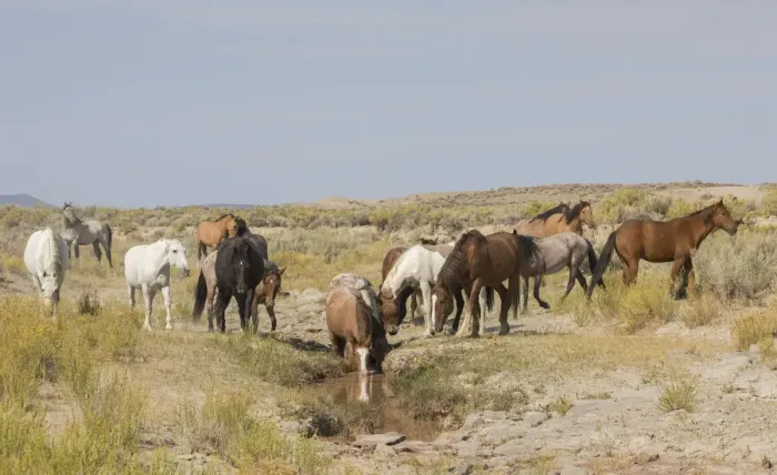 Framed Print : Wild horses at small waterhole Framed Print : Wild horses at small waterhole