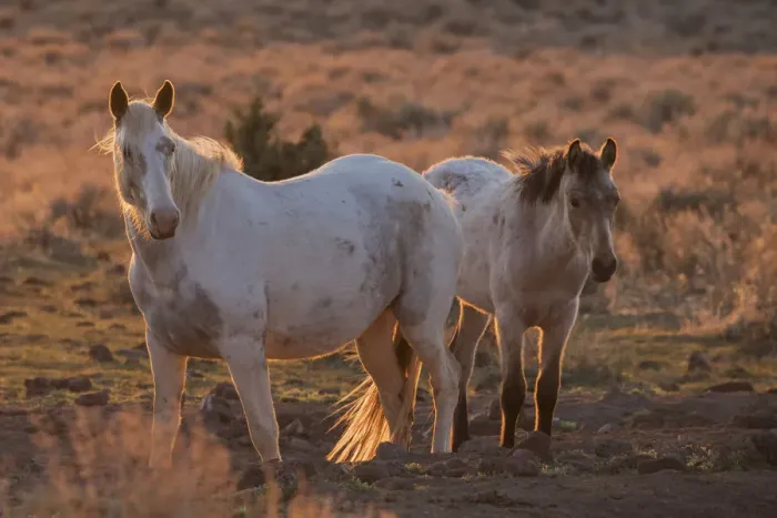 Framed Print : Wild horses at sunset