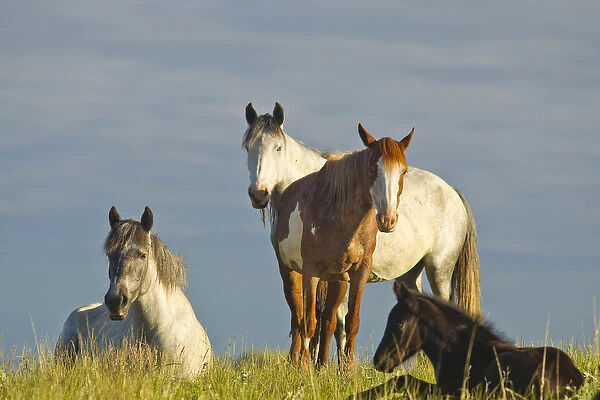Wild horses at Theodore Rooosevelt National Park, North Dakota, USA