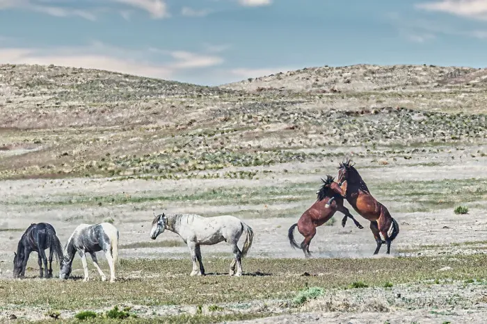 Framed Print : Wild horses in west desert of Utah Framed Print : Wild horses in west desert of Utah