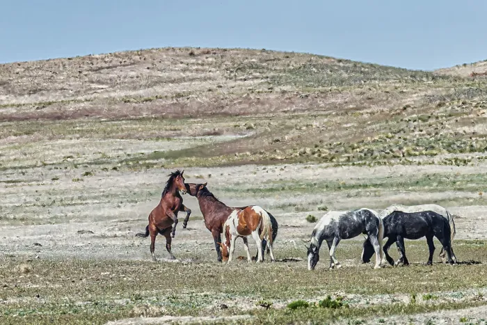 Framed Print : Wild horses in west desert of Utah Framed Print : Wild horses in west desert of Utah
