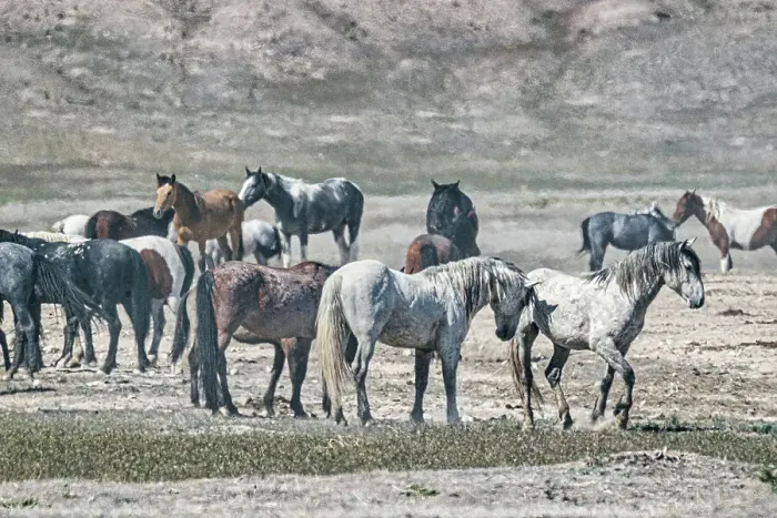 Framed Print : Wild horses in west desert of Utah Framed Print : Wild horses in west desert of Utah