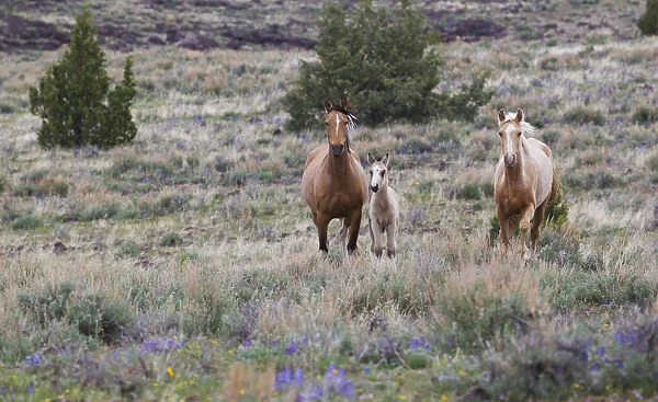 Wild Horses; Wild Mustangs