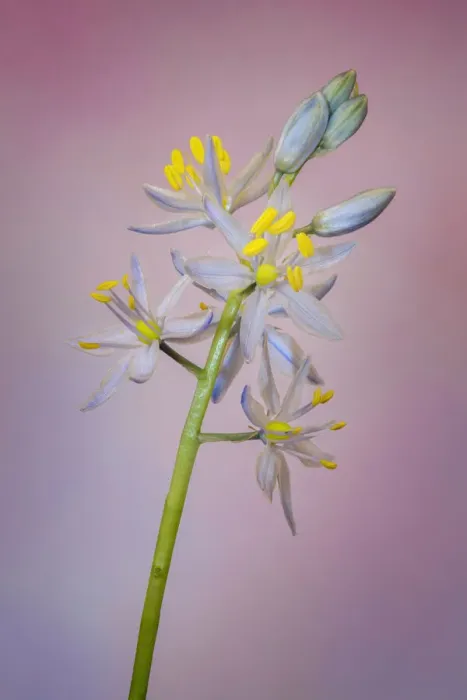 Framed Print : Wild hyacinth or Atlantic camas Framed Print : Wild hyacinth or Atlantic camas