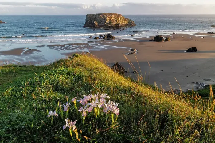 Framed Print : Wild iris with Table Rock at Bandon, Oregon, USA