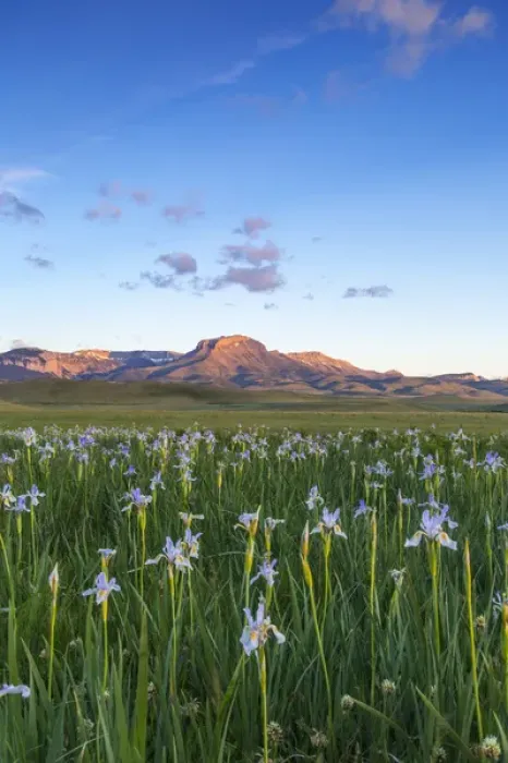 Framed Print : Wild iris wildflowers in grasslands along the Rocky Mountain Front near Choteau, Montana Framed Print : Wild iris wildflowers in grasslands along the Rocky Mountain Front near Choteau, Montana