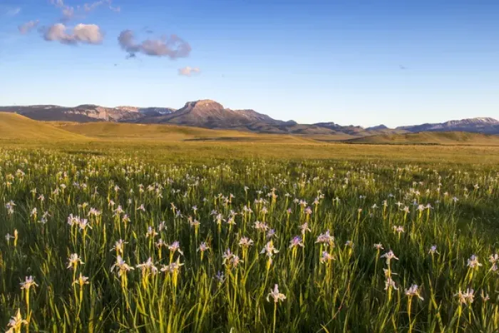 Framed Print : Wild iris wildflowers in grasslands along the Rocky Mountain Front near Choteau, Montana
