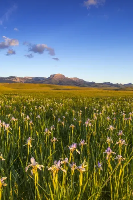 Framed Print : Wild iris wildflowers in grasslands along the Rocky Mountain Front near Choteau, Montana