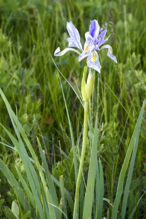 Framed Print : Wild iris wildflowers in the Sun River WMA near Augusta, Montana, USA Framed Print : Wild iris wildflowers in the Sun River WMA near Augusta, Montana, USA