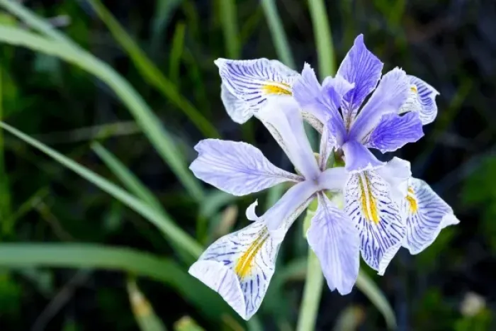 Framed Print : Wild iris wildflowers in the Sun River WMA near Augusta, Montana, USA