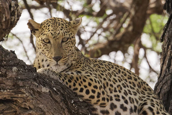 Wild leopard resting in tree in eastern Etosha National Park, Namibia, Africa