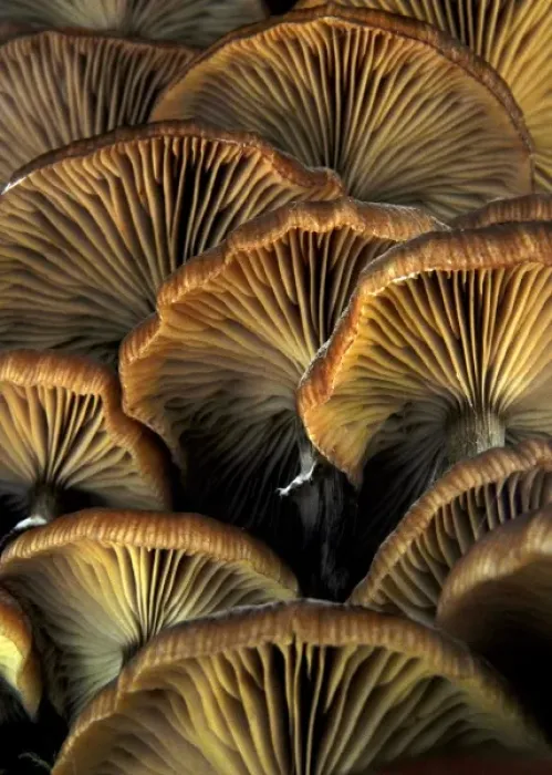 Framed Print : Wild Mushrooms