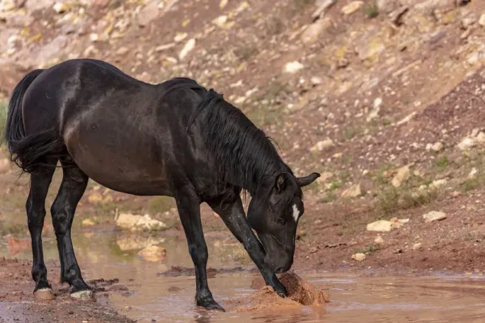 Framed Print : Wild mustang horse at water hole in the Bighorn National Recreation Area, Montana, USA