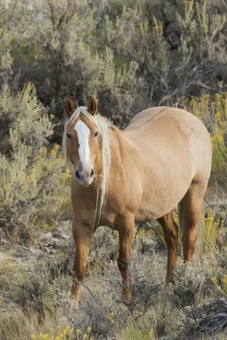 Framed Print : Wild mustang stallion Framed Print : Wild mustang stallion