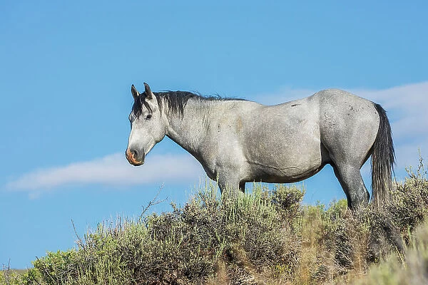 Wild mustang stallion. USA, Colorado